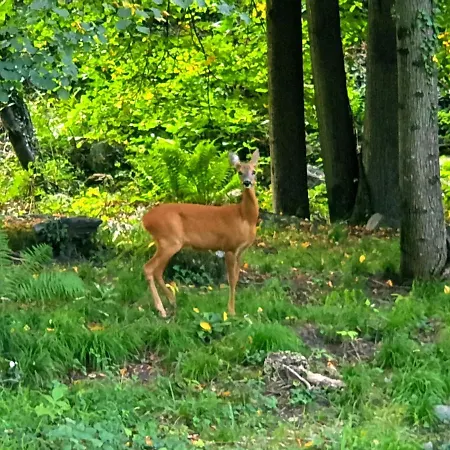 Accogliente Mansarda *