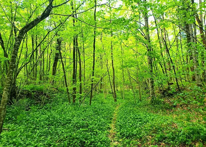 Daire Accogliente Mansarda