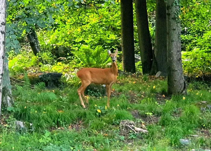 Accogliente Mansarda *